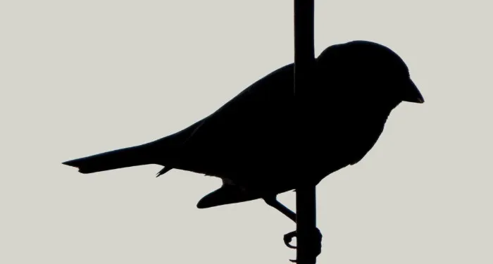 the silhouette of a small bird perched on a vertical branch