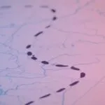map with black inked tracks with blue and pink gradient overlay