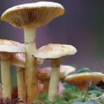 image of a patch of mushrooms