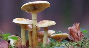 image of a patch of mushrooms