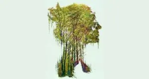 partial cover of Heartwood by Amity Gaige