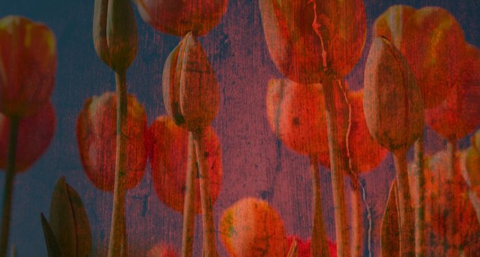 tulips blooming with cracked red horror texture overlay