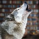 a wolf howling with bookshelves edited into the background
