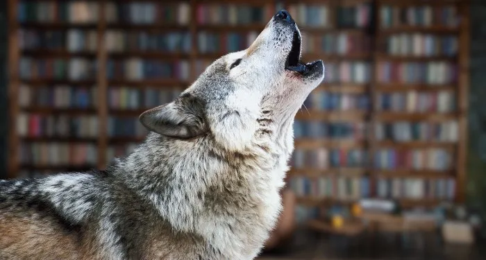 a wolf howling with bookshelves edited into the background