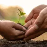 the hands of a child and adult planting a sprout