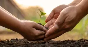 the hands of a child and adult planting a sprout
