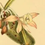 partial cover of The Rarest Fruit by Gaëlle Bélem,