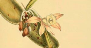 partial cover of The Rarest Fruit by Gaëlle Bélem,
