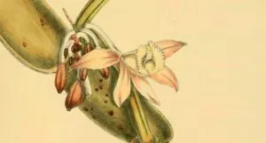 partial cover of The Rarest Fruit by Gaëlle Bélem,
